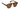 NEPTUNE SUNGLASSES
