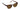BOHO BROWN SUNGLASSES
